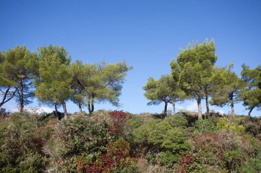 tipik Hırvat kıyı alanı, çalılar ve ağaçlarla