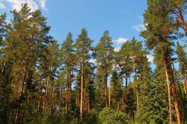      çam ormanı içinde sıcak yaz öğle