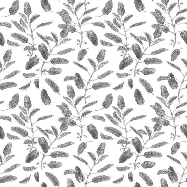 Salvia officinalis or garden sage. Sage branch seamless surface pattern isolated on white background. Monochrome watercolor illustration