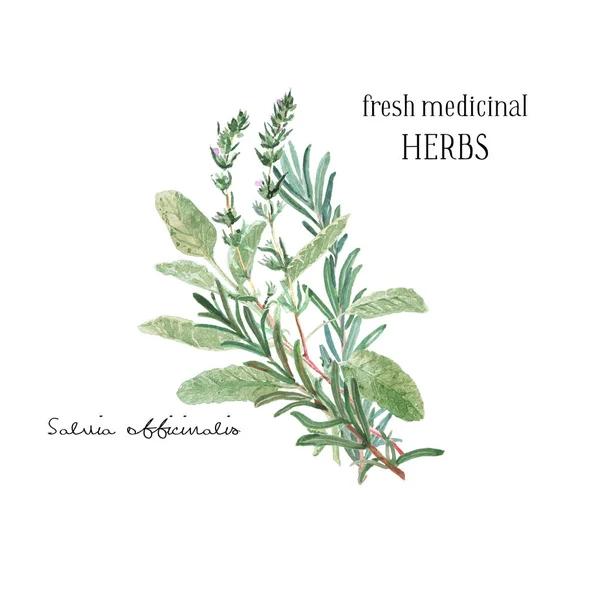 Watercolor illustration. A bunch of fresh culinary and medicinal herbs and branches. Floral design element perfect for wedding invitations, greeting cards, blogs, prints, postcards, social media posts — Stock Photo, Image