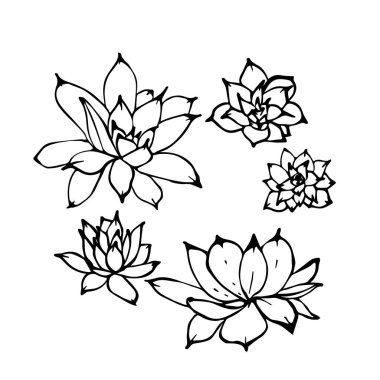 Elle çizilmiş vektör çizim echeveria sulu bitkilerin ayarlayın. Yukarıdan görüntülemek için resim çizme, doğrusal mürekkep dağılımı izole beyaz arka plan üzerinde.