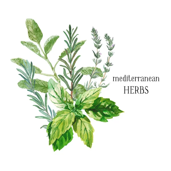 Aquarel illustratie. Een stelletje verse culinaire en medicinale kruiden. Bloemmotief voor huwelijksuitnodigingen, wenskaarten, prenten, postkaarten, sociale media berichten. Salie, rozemarijn, tijm, basilicum. — Stockfoto