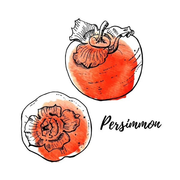 Mogen fräsch persimoner vektor illustration isolerade på vitt. Tre ljusa orange frukter. Realistiska, läckra ritning. Handritad — Stock vektor