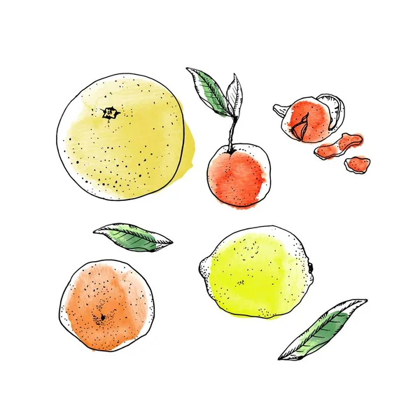 Citrus fruits ink and watercolor vector set. Grapefruit, lemon, tangerine, orange, with green leaves and peel zest — Stock Vector