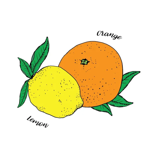 Agrumi tropicali con foglie verdi isolate su fondo bianco. Arancio e limone. Illustrazione vettoriale, disegnata a mano con inchiostro — Vettoriale Stock