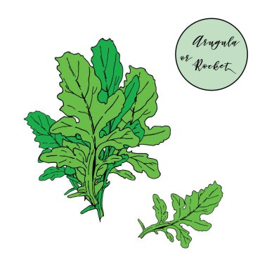 Arugula veya roket salatası demet beyaz izole bırakır. Vektör illüstrasyon, el mürekkeple çizilmiş. Roket salatası veya eruca tek yaprak