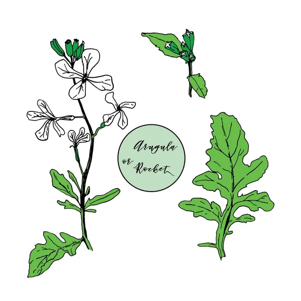 Arugula växt med löv och blommor. Vektor illustration, handritad i tusch och färgad i grönt. Raket sallad eller Auktor enda blad — Stock vektor