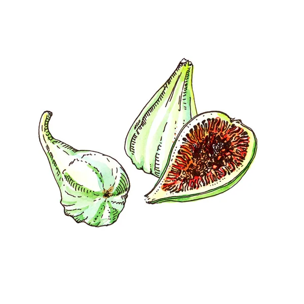 Ripe white green adriatic figs watercolor and ink illustration isolated on white background. Whole and half cut — Stock Photo, Image