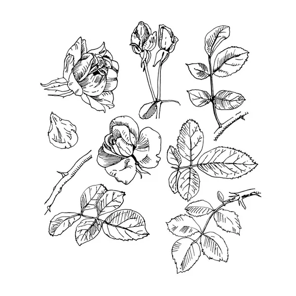Τριαντάφυλλο φυτό με λουλούδια. Το χέρι του τριαντάφυλλου, το στυλ του χαρτού. Μπουμπούκια, φύλλα, στέλεχος — Διανυσματικό Αρχείο