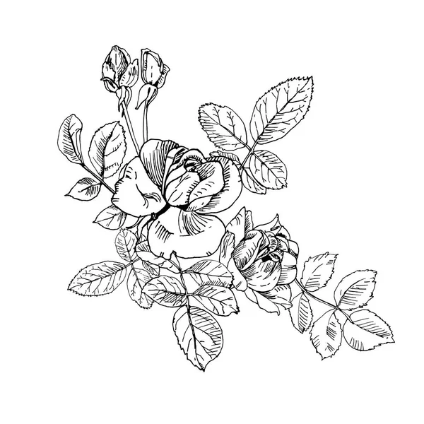 Czarny atrament Dzika róża roślina z kwiatami i pąki bukiet. Ręcznie rysowane tatuaż jak wektor, etch stylu. Pąki, liście, łodygi i eleganckie kwiaty. — Wektor stockowy