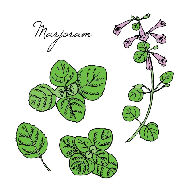 Ručně tažené léčivé byliny. Ilustrační ilustrace vektorového barevného inkoustu marjoram. Listí, rostlina, květiny — Stockový vektor