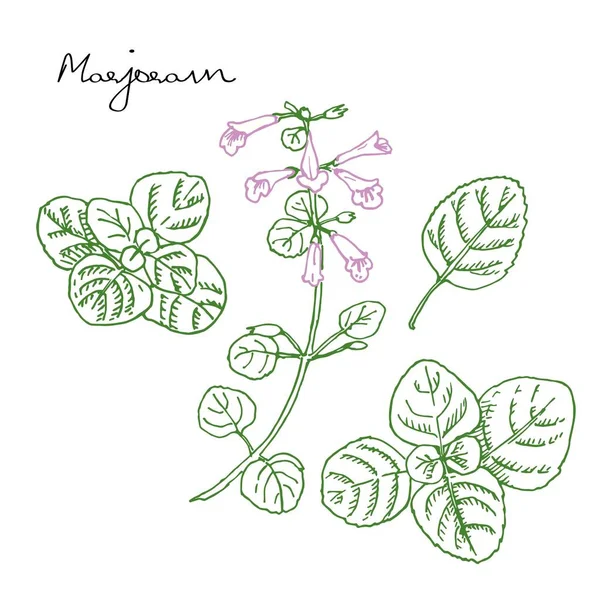 Ručně tažené léčivé byliny. Ilustrační ilustrace vektorového barevného inkoustu marjoram. Listí, rostlina, květiny — Stockový vektor
