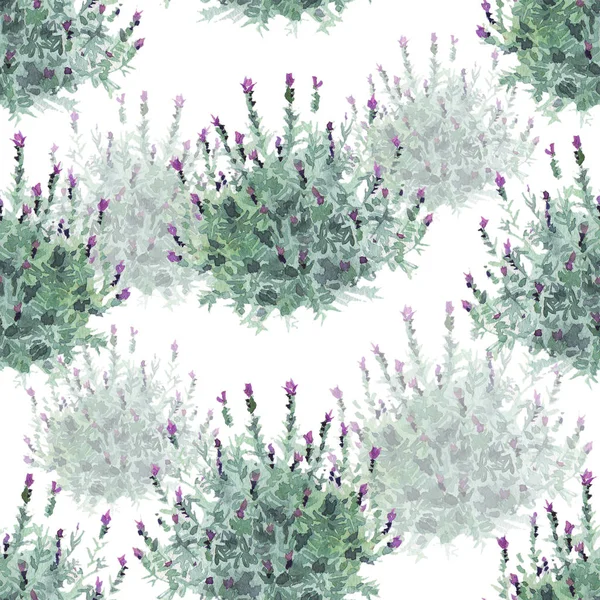 Watecolor arbustos de lavanda francés delicado patrón sin costura sobre fondo blanco —  Fotos de Stock