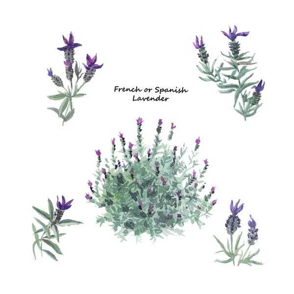 Γαλλικό φυτό Λεβάντα θάμνος και κλαδιά με λουλούδια. Απεικόνιση υδατογραφηματογραφίζων σε λευκό φόντο. — Φωτογραφία Αρχείου