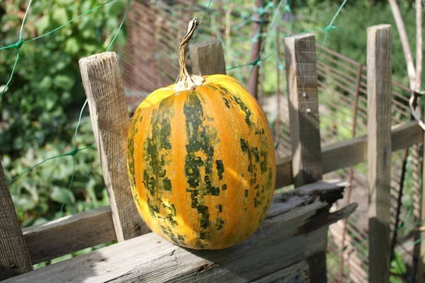 Zucca Fresca Sulla Recinzione Vicino All Orto Nel Villagen — Foto Stock