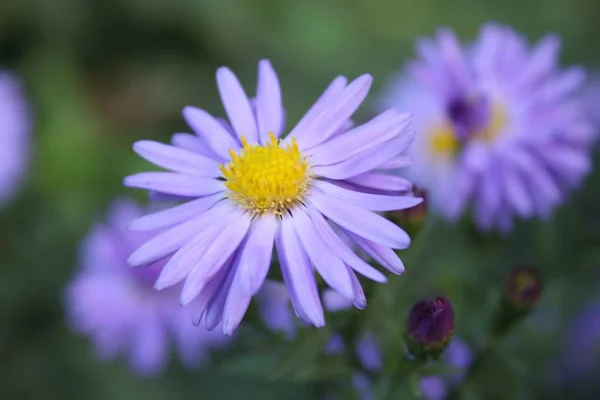 Mooie Gevoelige Geurige Paarse Blauw Bloemetje Groeit Een Tuin Zomer — Stockfoto