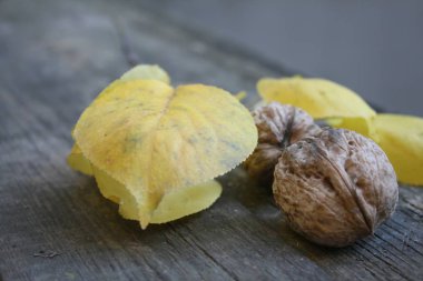 İki sulu olgun taze kahverengi ceviz sarı sonbahar yaprakları bir arka plan üzerinde yalan