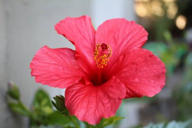 Bahçede Narin güzel pembe kırmızı taze doğal kokulu ebegümeci çiçek açar