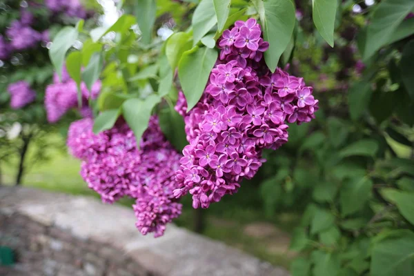 Beautiful Tender Purple Lilac Branch Lilac Botanical Garden Kiev Ukraine — Stock Photo, Image