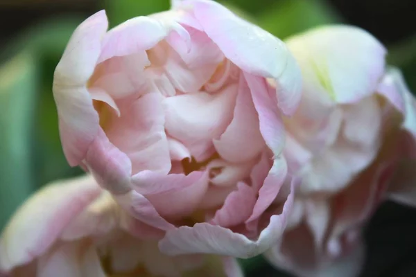 Schöne Zarte Zarte Rosa Frische Natürliche Bouquet Des Frühlings Tulpe — Stockfoto
