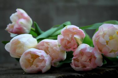 Güzel hassas yumuşak pembe taze doğal buket bahar Lale makro