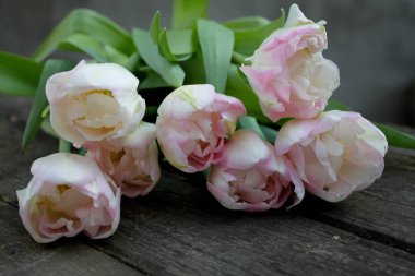 Güzel hassas yumuşak pembe taze doğal buket bahar Lale makro