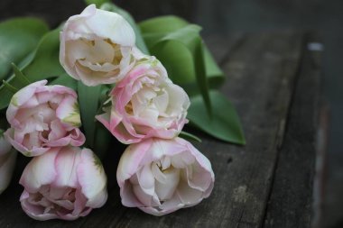 Güzel hassas yumuşak pembe taze doğal buket bahar Lale makro