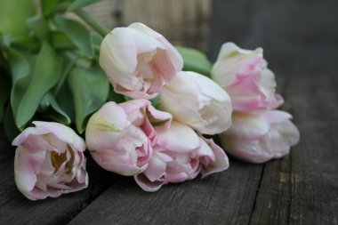 Güzel hassas yumuşak pembe taze doğal buket bahar Lale makro