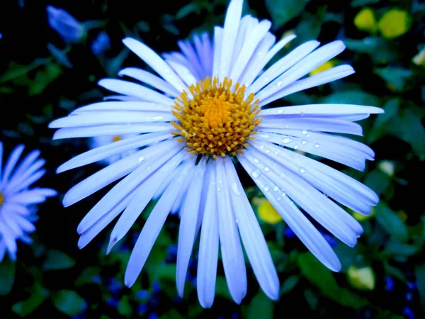 Krásné Krásné Čerstvé Voňavé Kvetoucí Blue Aster Květy Letní Zahradě — Stock fotografie