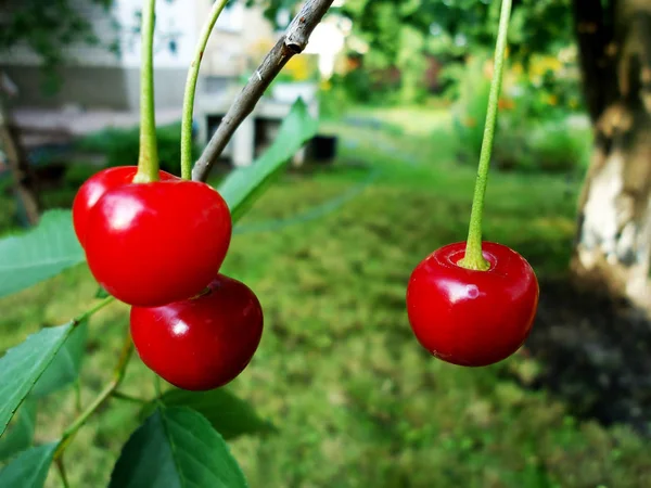 Красивая Свежая Спелые Вкусные Ароматные Красные Вишни Растет Зеленой Ветке — стоковое фото