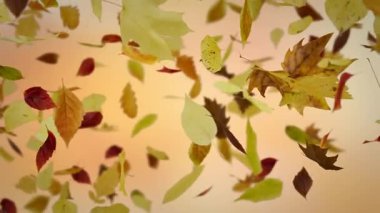 Düşen sonbahar yapraklarının gerçekçi üç boyutlu animasyonu. Çeşitli yaprak tipleri yavaş çekim arka planına nazikçe düşer, birleşim için mükemmeldir. Mevsimsel kampanyalar ve sosyal medya içeriği için döngü görüntüsü ideal