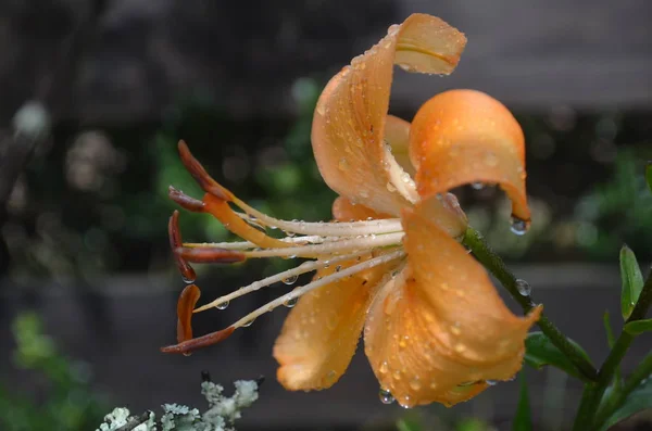 Orange Lily Rain — Stock Photo, Image
