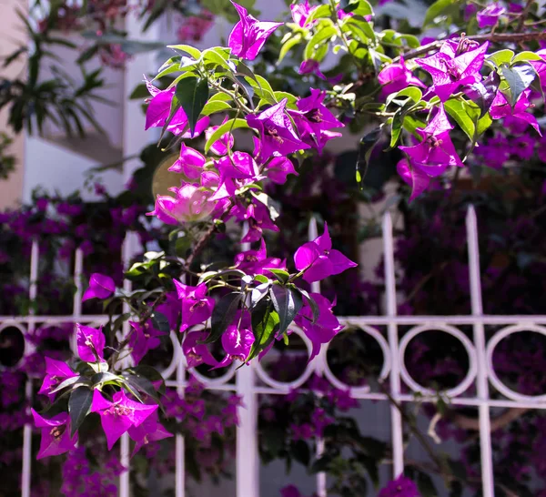 Bien Parecido Ivies Púrpura Jardín Una Casa Muy Bonita — Foto de Stock