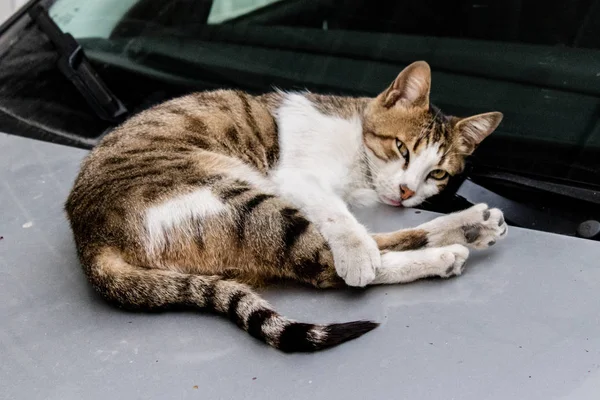 Cute Sleeping Cat Giving Nice Pose She Sleeping Car Came — Stock Photo, Image