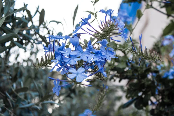 Pequeñas Flores Azules Lindas Con Hojas Verdes Fondo Borroso — Foto de Stock