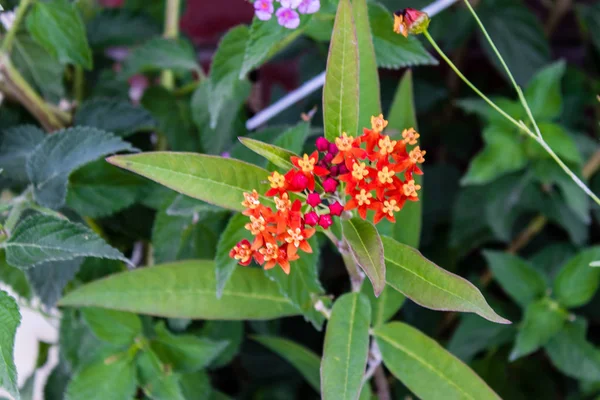 Little Cute Red Yellow Flower Closeup Shoot Green Leaves Background — Stock Photo, Image