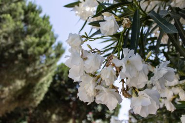 beyaz çiçekler ve gökyüzü görünümü. arka plan olarak bulanık ağaçlar olduğunu.