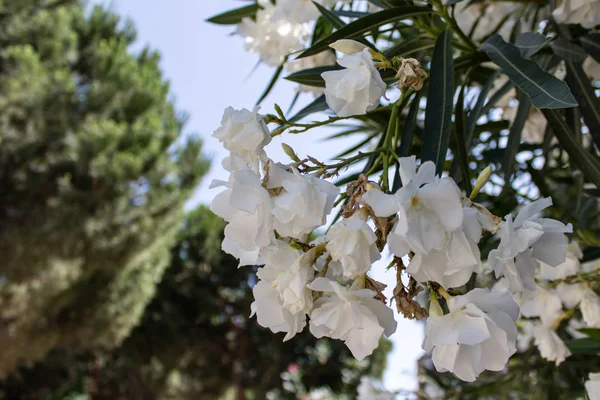 Flores Blancas Vista Cielo Hay Árboles Borrosos Como Fondo — Foto de Stock