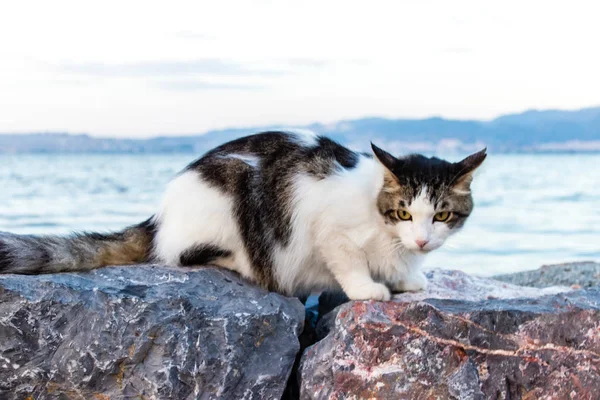 Roztomilý Kočka Pózuje Pro Kamery Fotografie Byla Převzata Izmir Turecko — Stock fotografie
