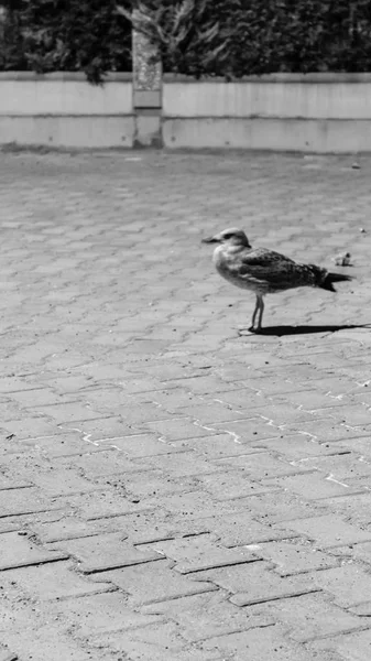 Pousse Noire Blanche Une Mouette Promenait Hasard Nuit — Photo