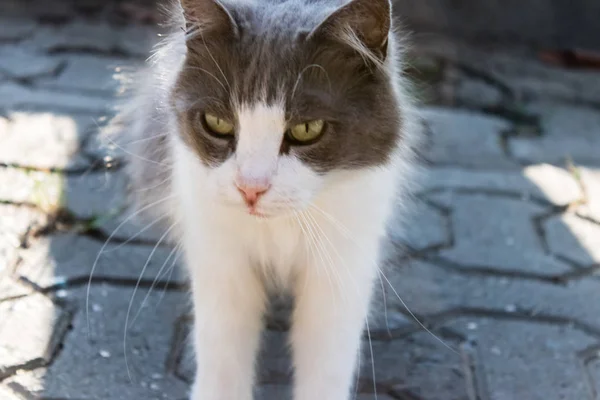 sevimli bir kedi closeup dikey. izmir/Türkiye fotoğraf aldı.