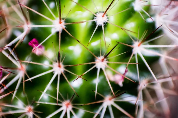 Makro Närbild Cactus Skjuta Med Många Vita Små Thorn Foto — Stockfoto