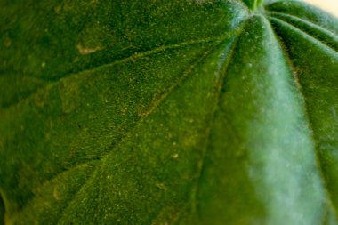 üzerinden büyük bir yaprak yeşil makro doku. bazı noktalar bulanık ve Ayrıntılar gösterilebilir.