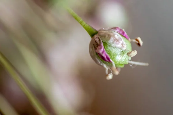 Närbild Makro Skjuta Från Söt Blomknopp Bakgrunden Suddig — Stockfoto