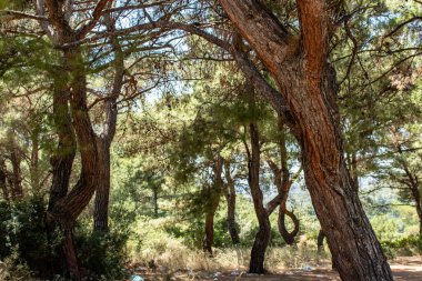ahşap alan iyi şekilli eski ağaçları. Fotoğraf izmir/Türkiye dışında alınan.