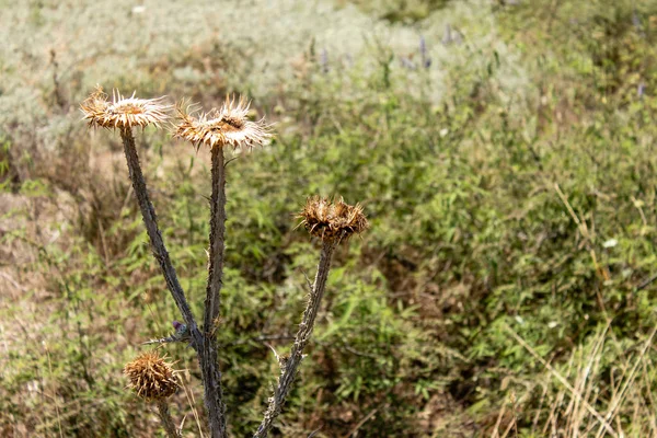 Καλή Αναζητούν Ξερά Άγρια Λουλούδια Κάτω Από Καλοκαιρινό Ήλιο Φωτογραφία — Φωτογραφία Αρχείου