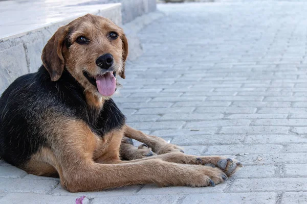Liten Hund Porträtt Skjuta Med Skarpa Färger Foto Tagit Från Stockfoto
