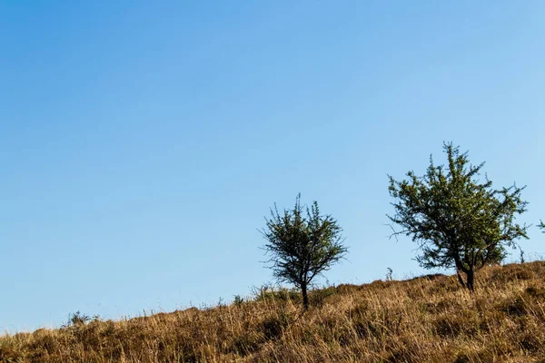 種類の木の背景としてきれいな空 トルコ イズミルで山から撮影 — ストック写真
