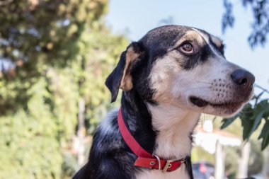 sevimli siyah ve beyaz köpek bir yere bakıyor