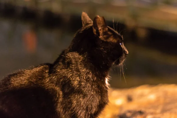 Černá roztomilá kočka, která se dívá daleko na pobřeží — Stock fotografie